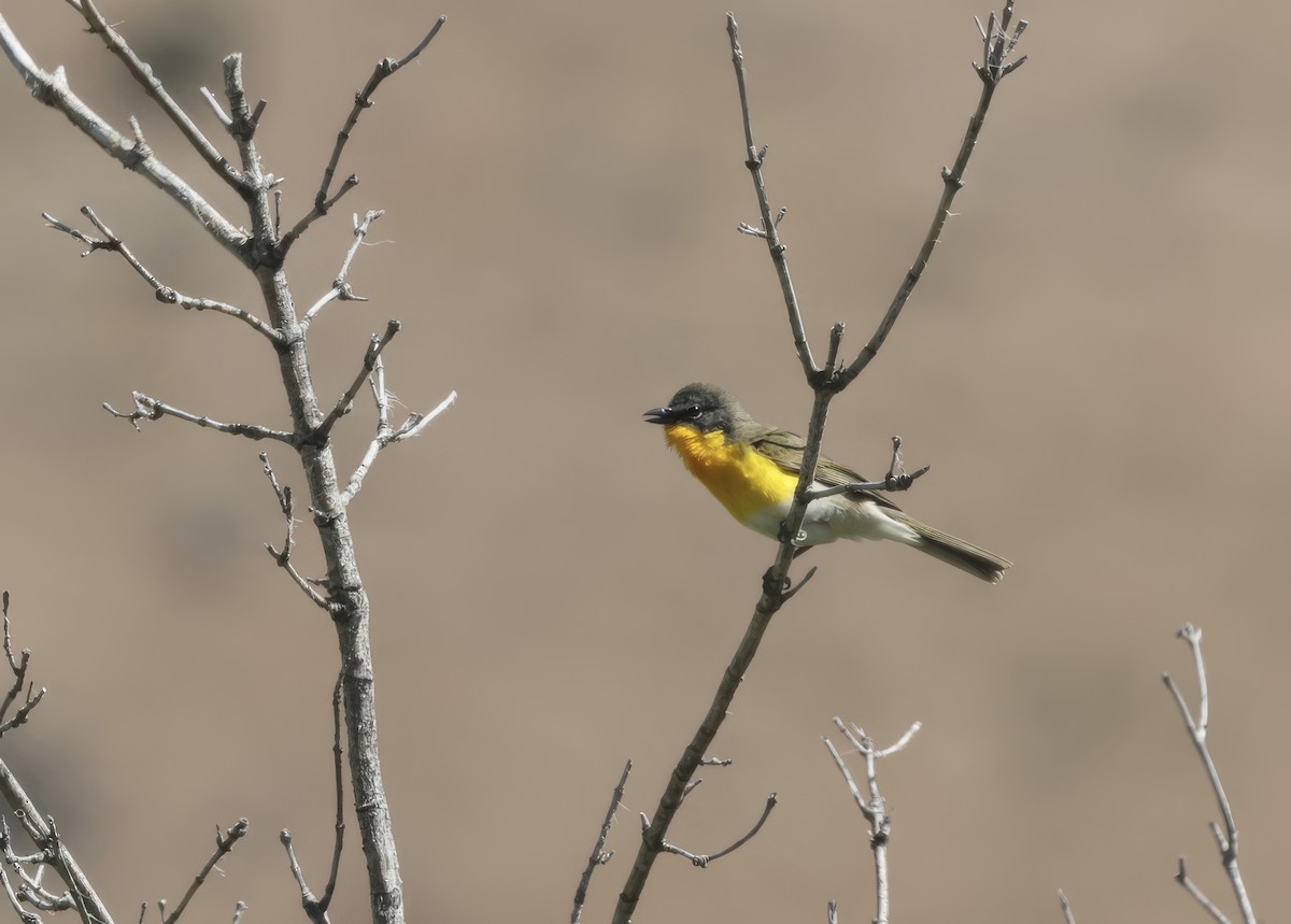 Yellow-breasted Chat - ML657831496