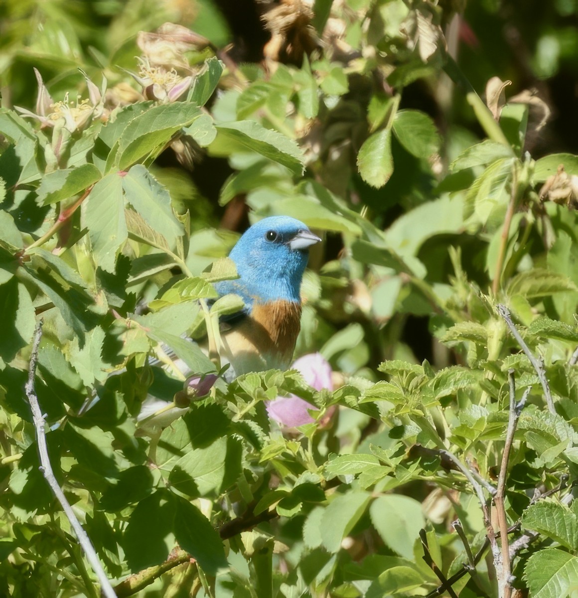 Lazuli Bunting - ML657831536