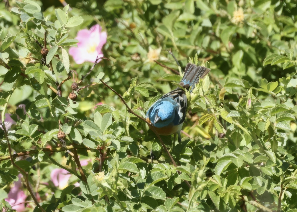 Lazuli Bunting - ML657831537