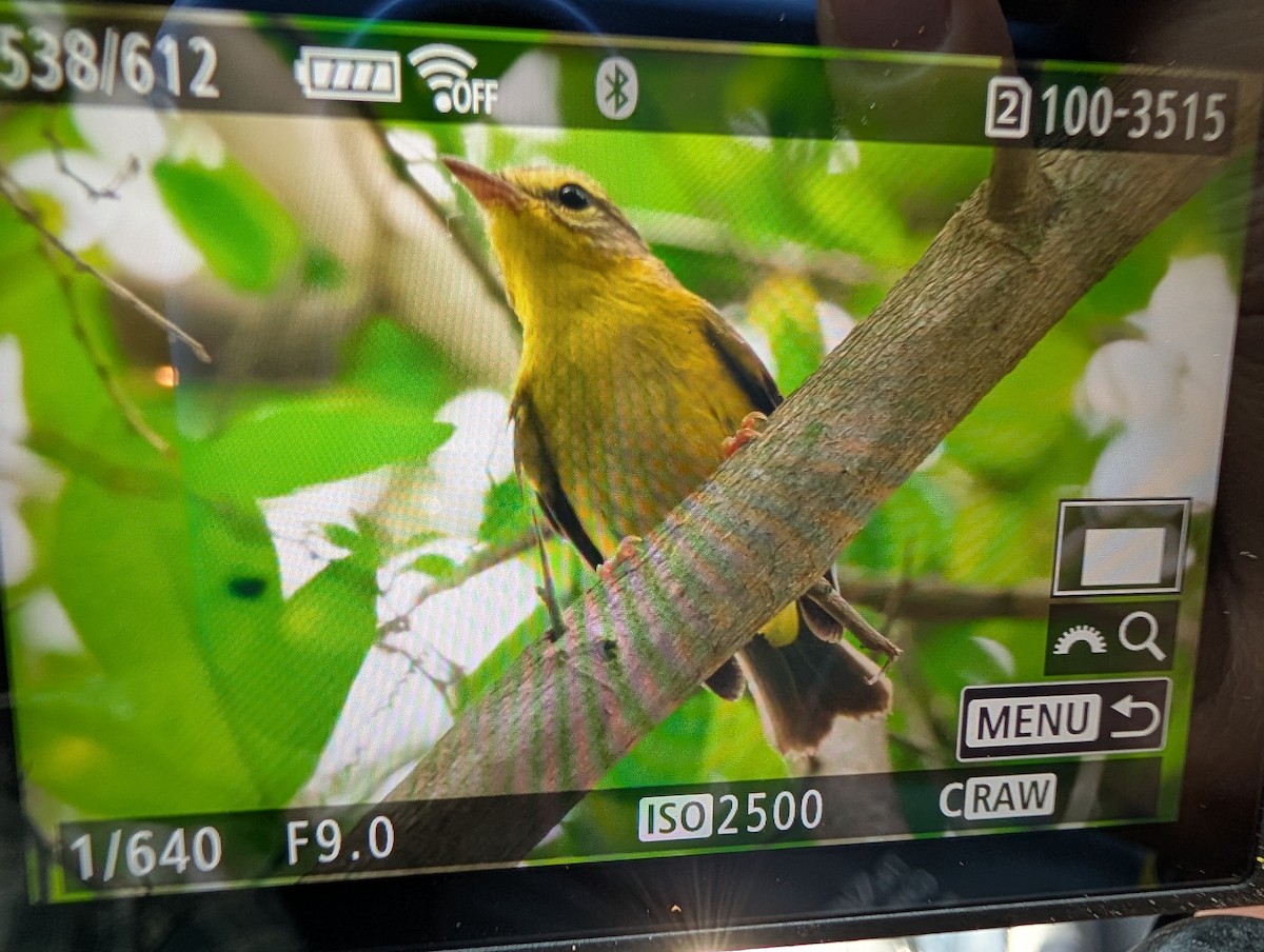 Golden-crowned Warbler - ML657831678