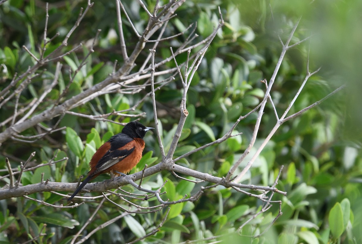Turpial Castaño - ML657831861