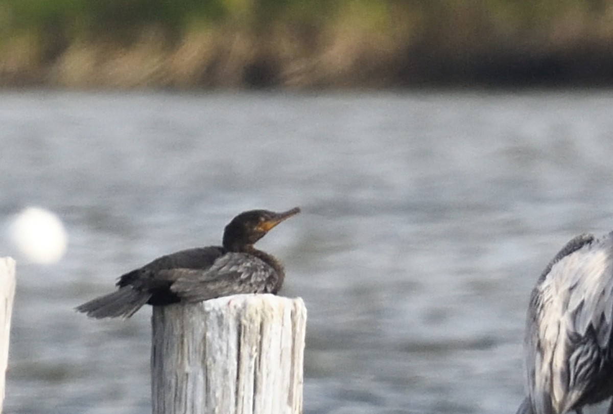 Cormorán Orejudo/Biguá - ML657831864