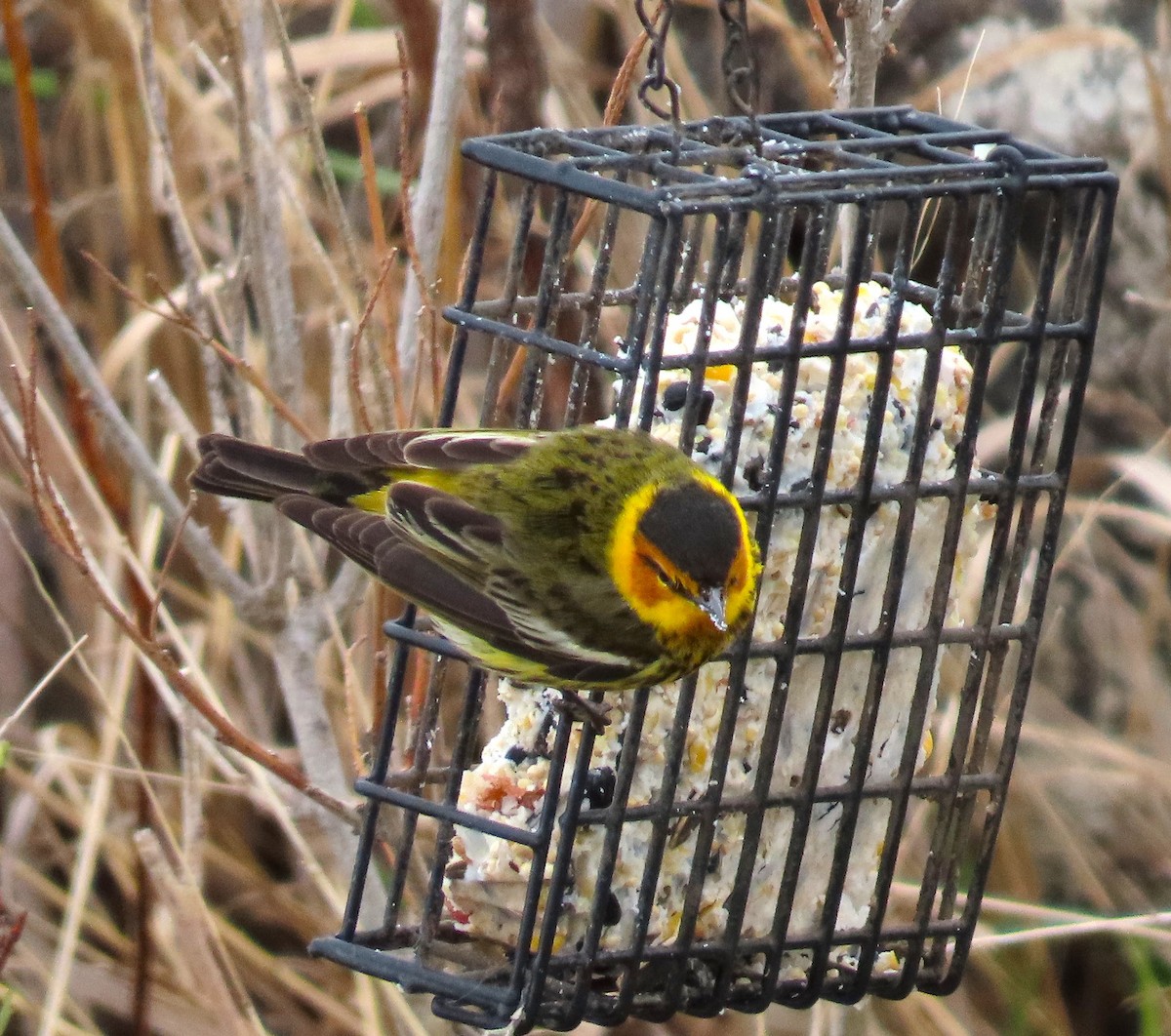 Cape May Warbler - ML657832118