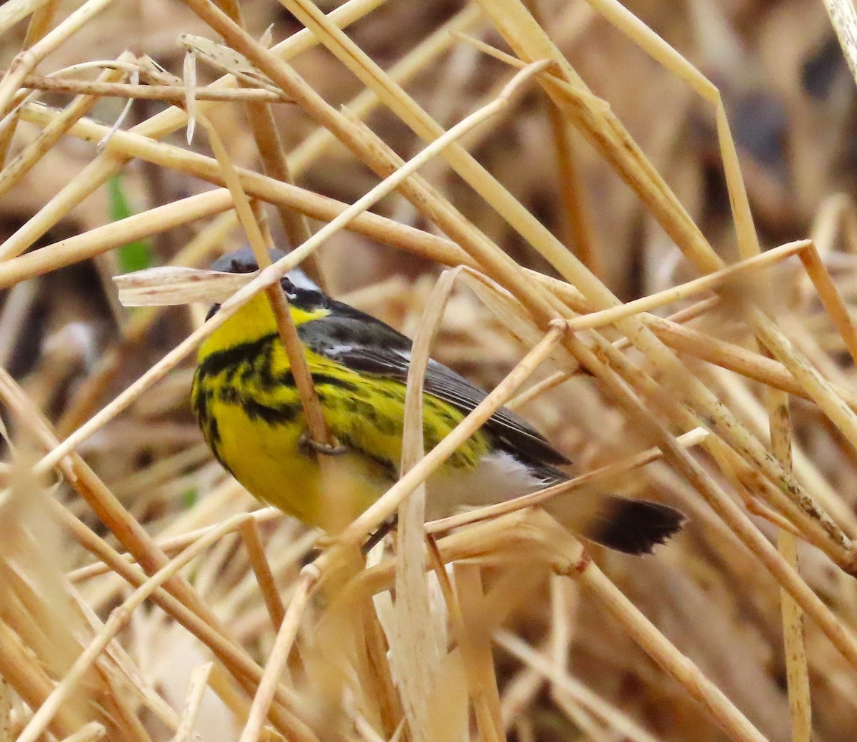 Magnolia Warbler - ML657832144