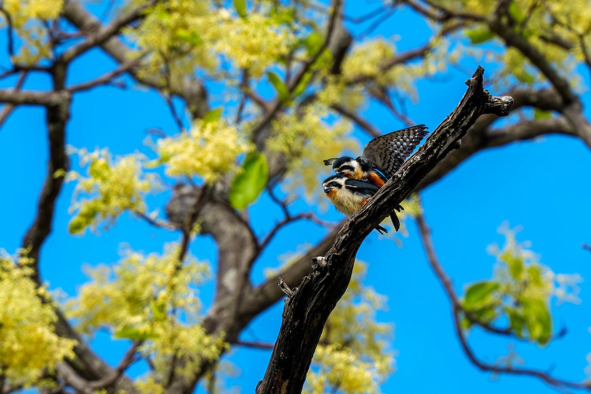 Collared Falconet - ML657832861