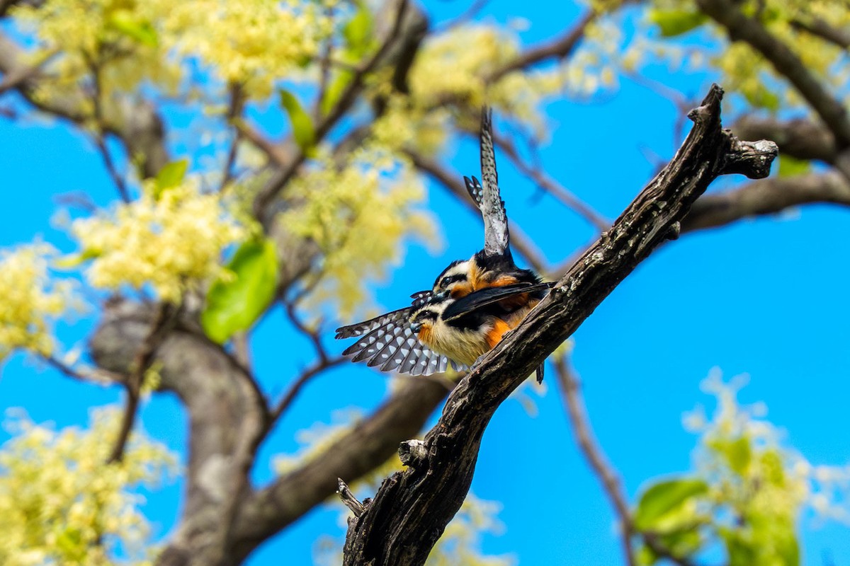 Collared Falconet - ML657832864