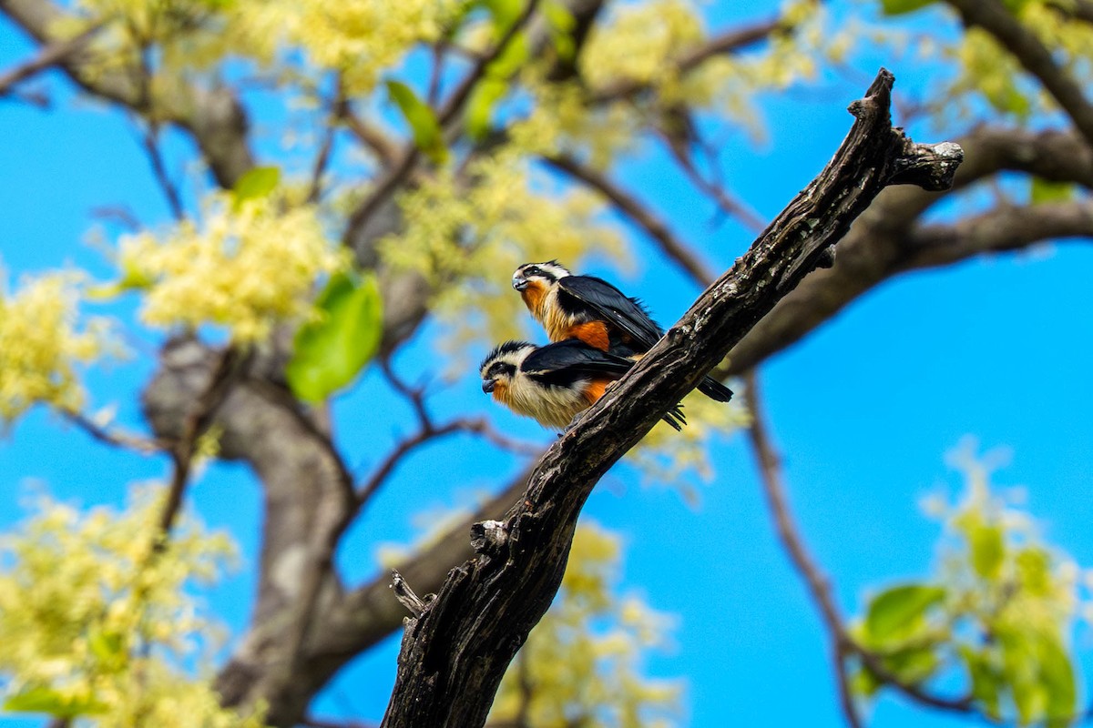 Collared Falconet - ML657832865