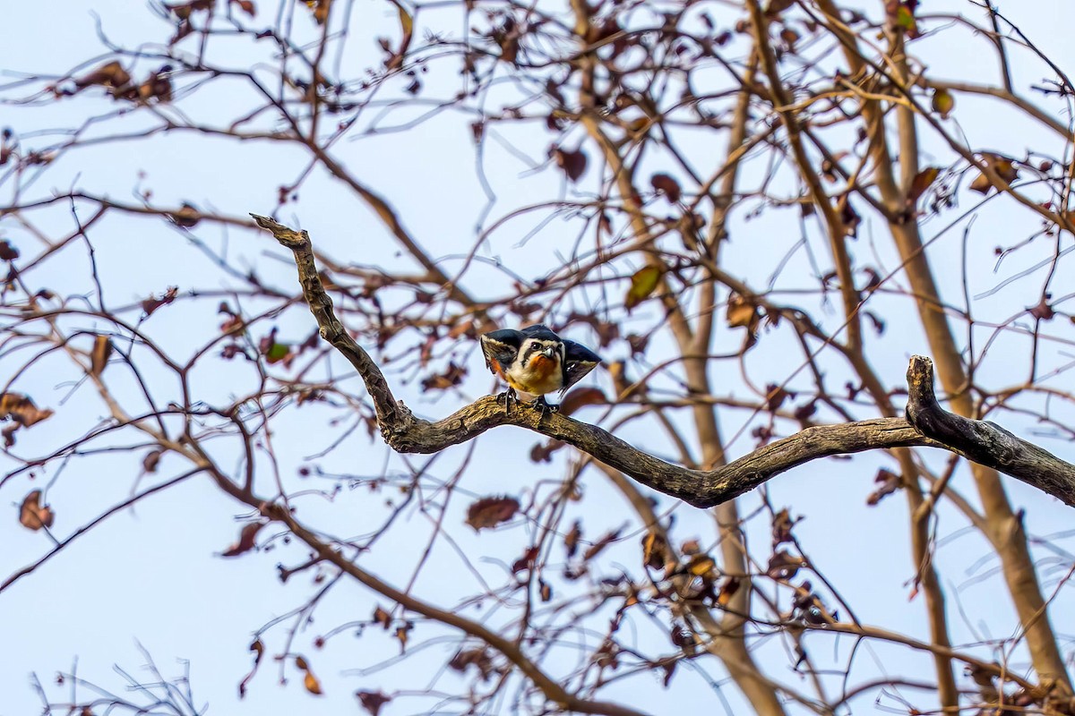 Collared Falconet - ML657832866