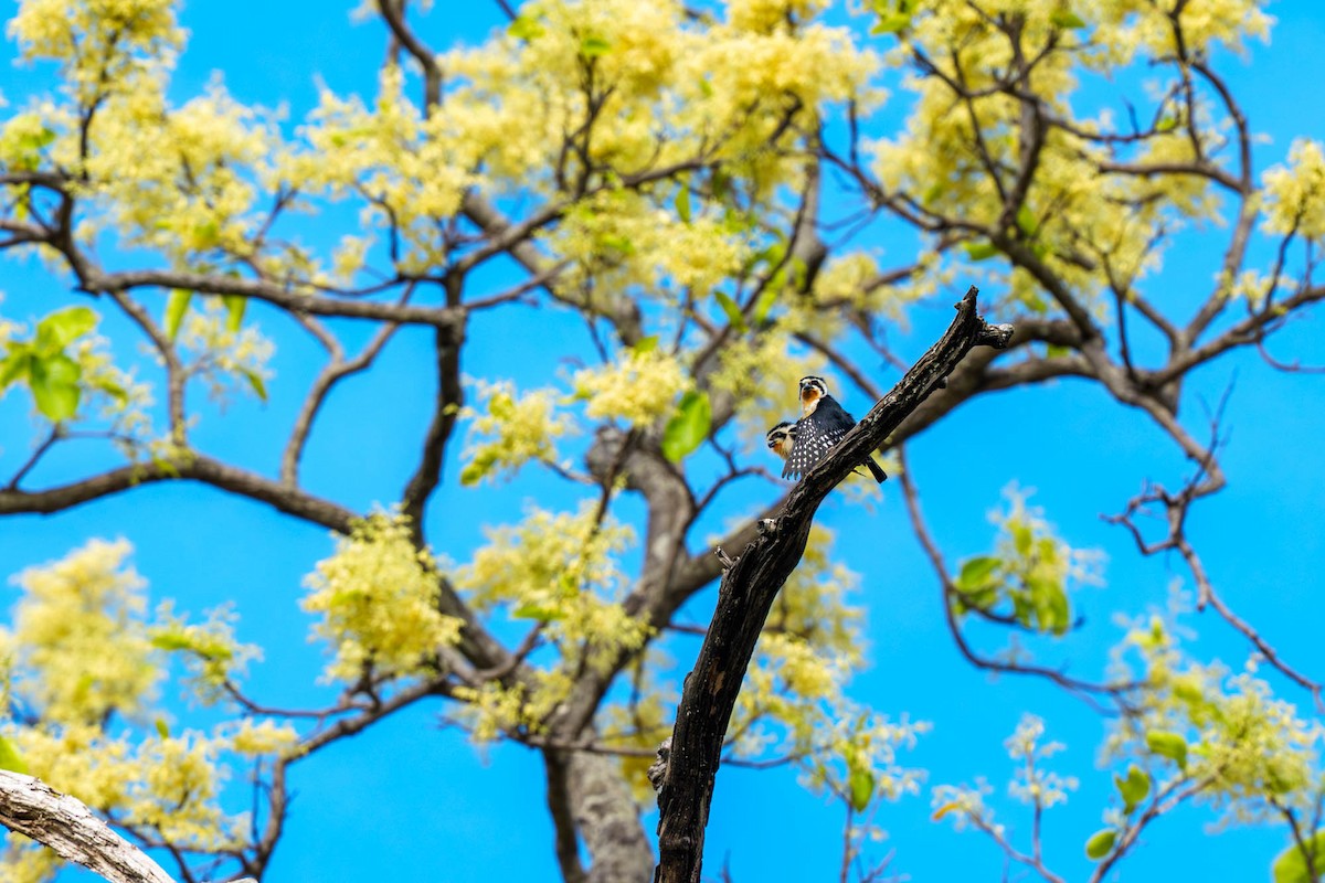 Collared Falconet - ML657832867