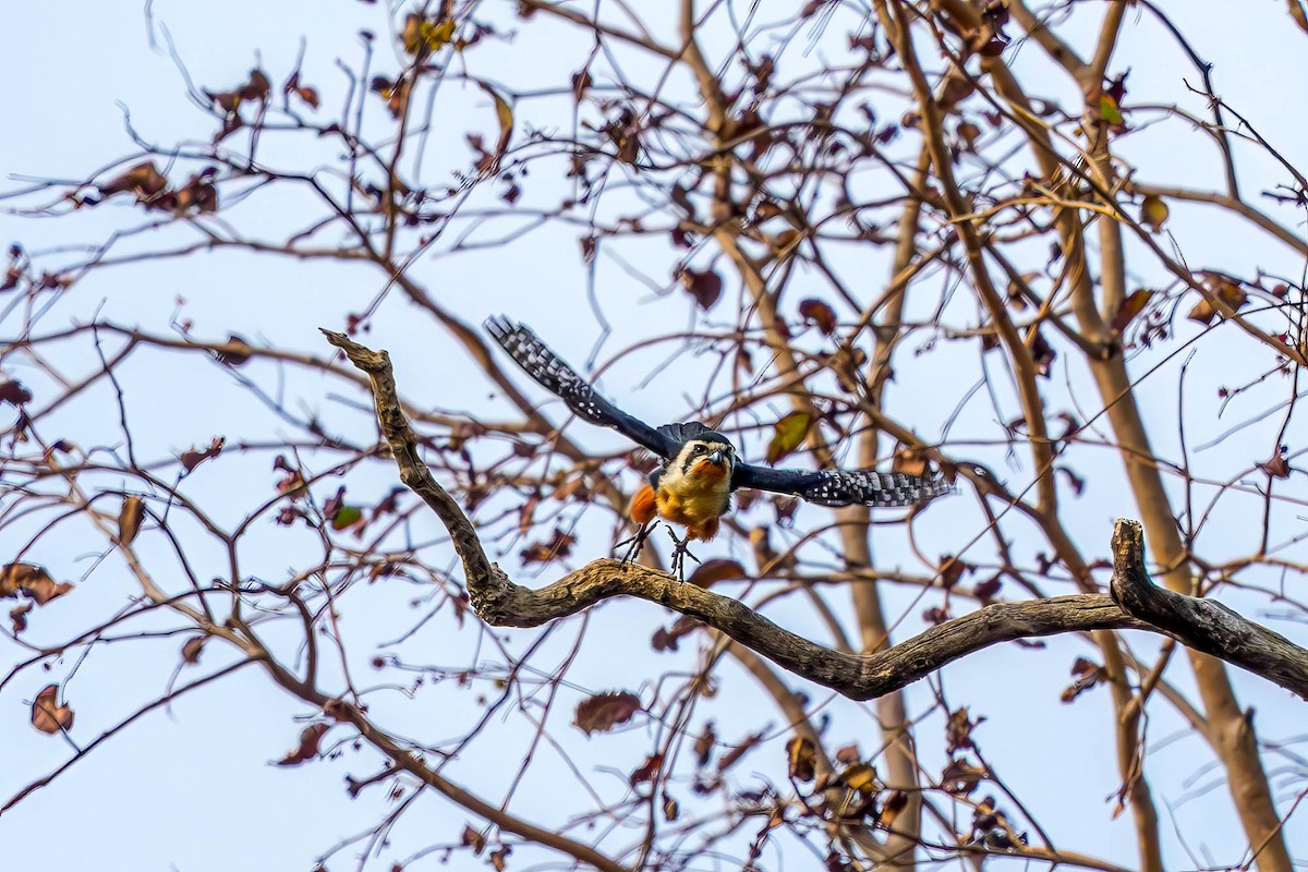 Collared Falconet - ML657832868