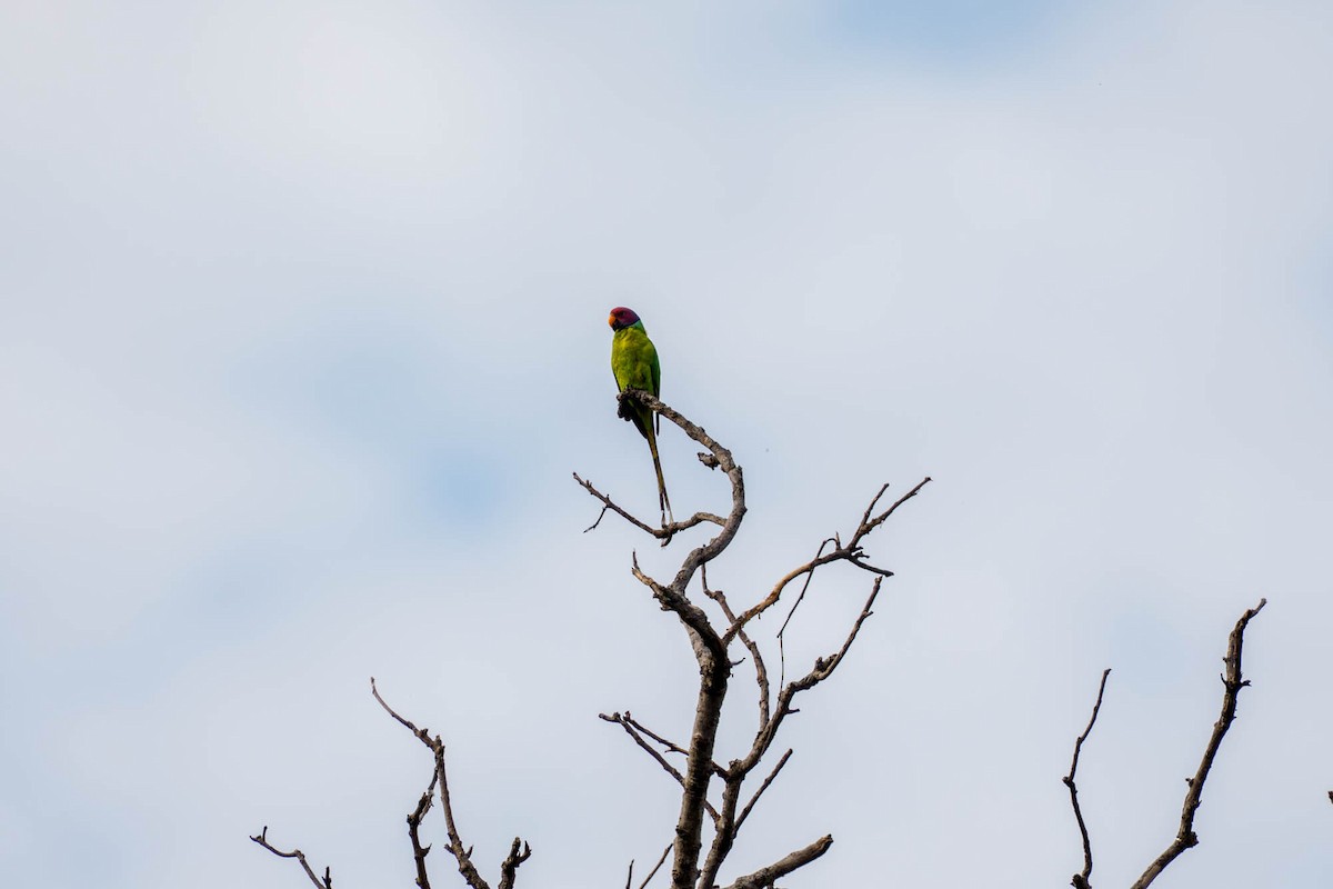 Plum-headed Parakeet - ML657832936