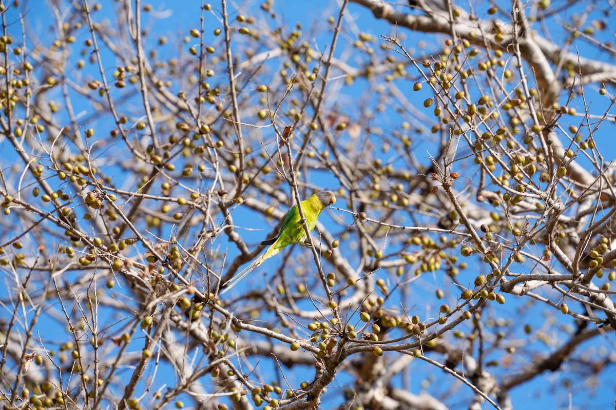 Plum-headed Parakeet - ML657832937
