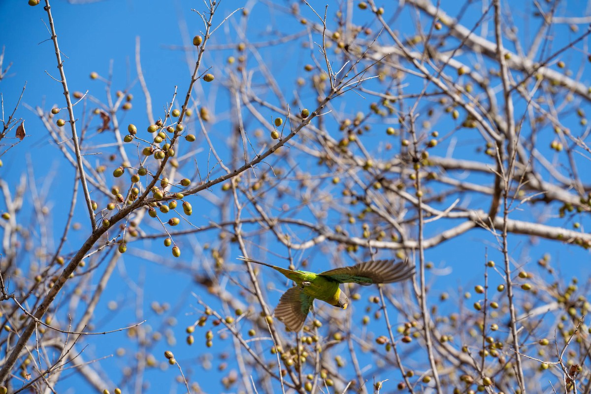 Plum-headed Parakeet - ML657832938