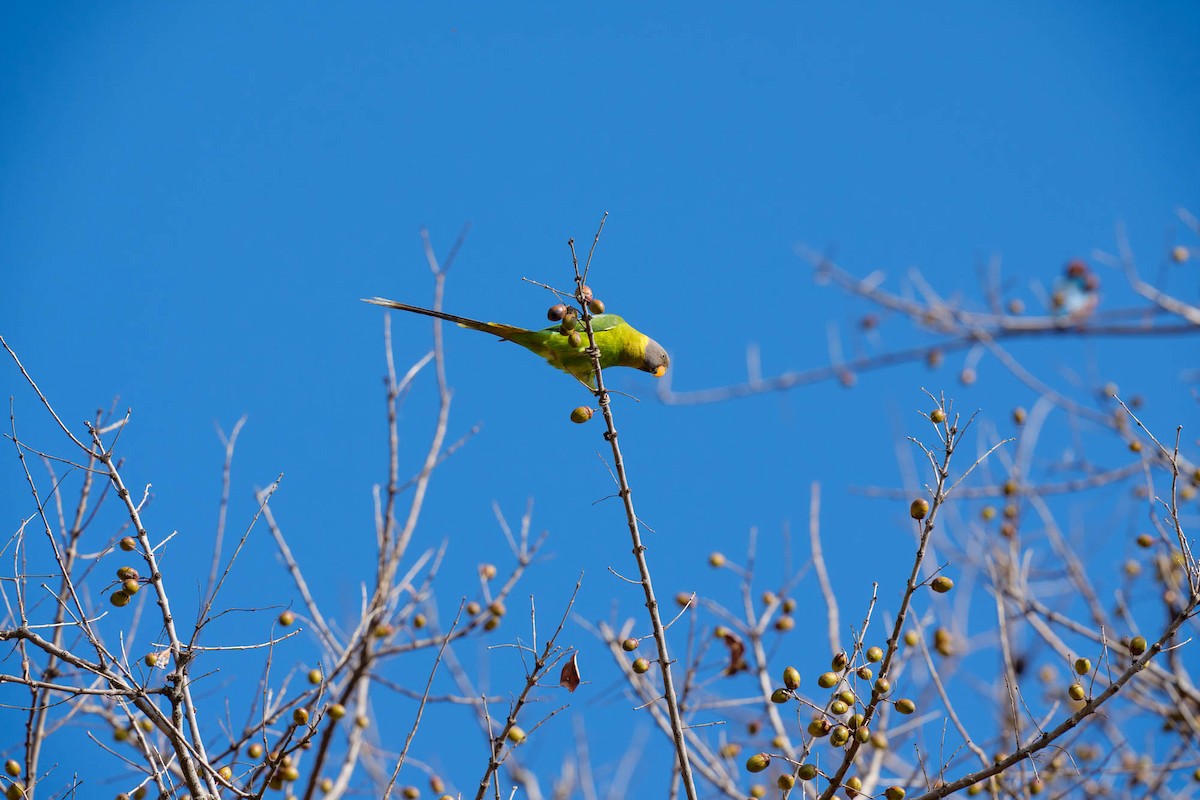 Plum-headed Parakeet - ML657832939