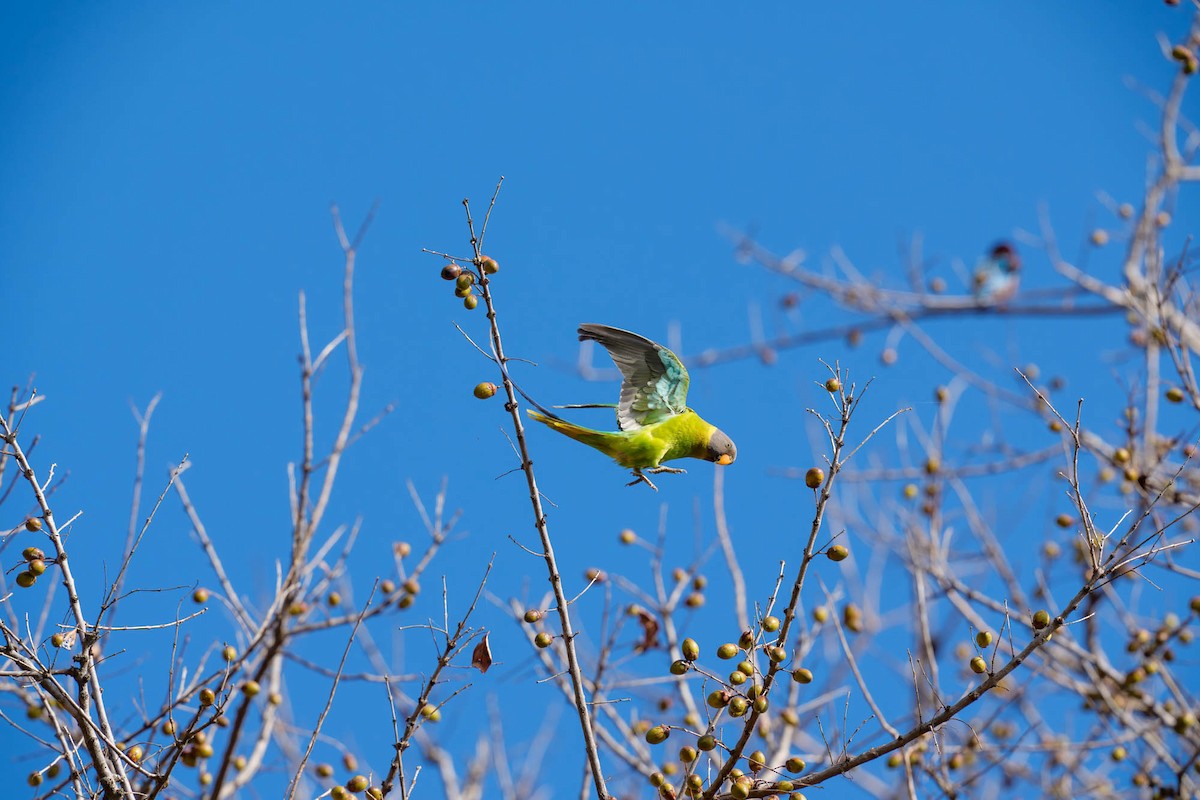 Plum-headed Parakeet - ML657832940