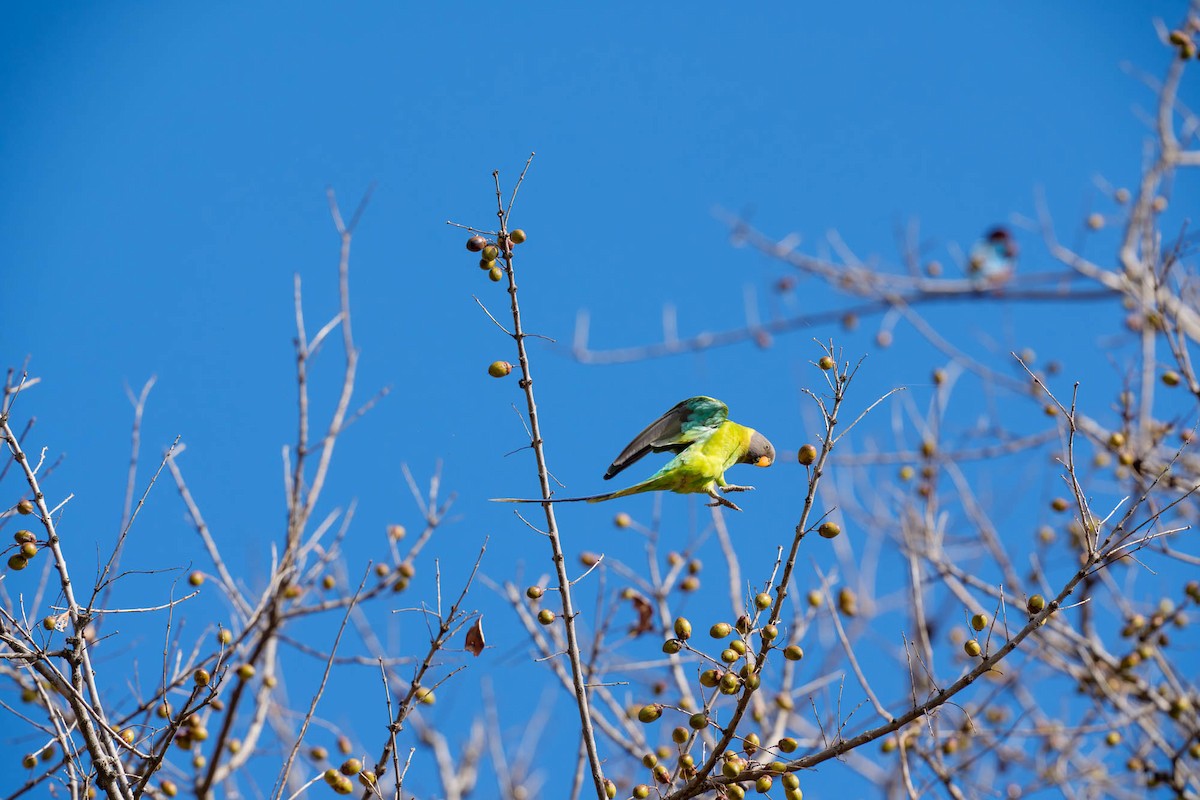 Plum-headed Parakeet - ML657832941