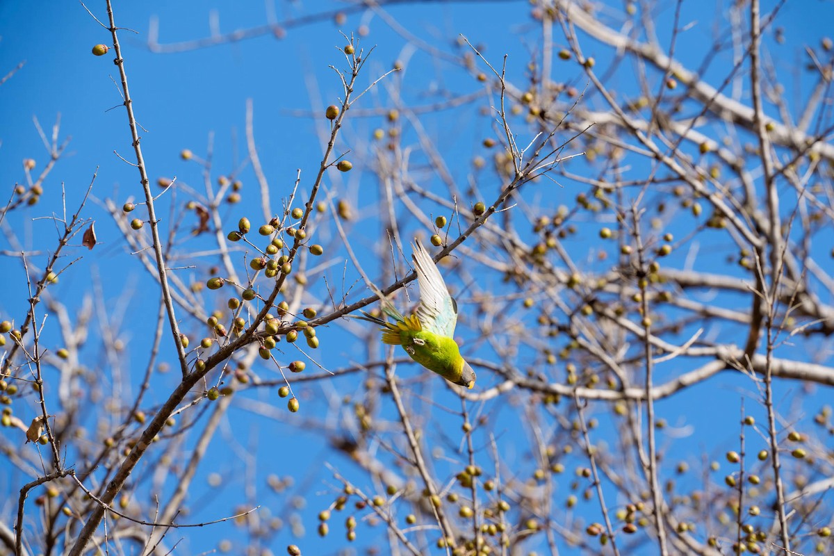 Plum-headed Parakeet - ML657832942
