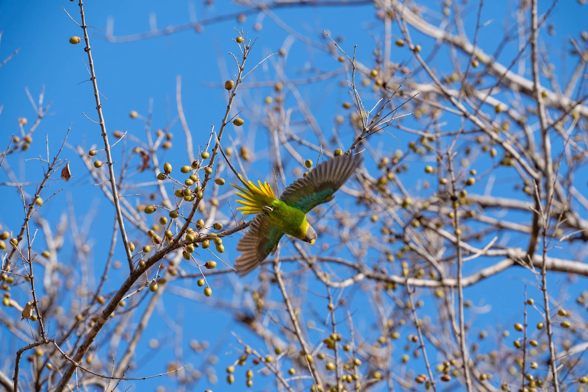 Plum-headed Parakeet - ML657832943