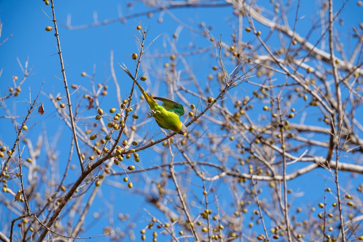 Plum-headed Parakeet - ML657832944