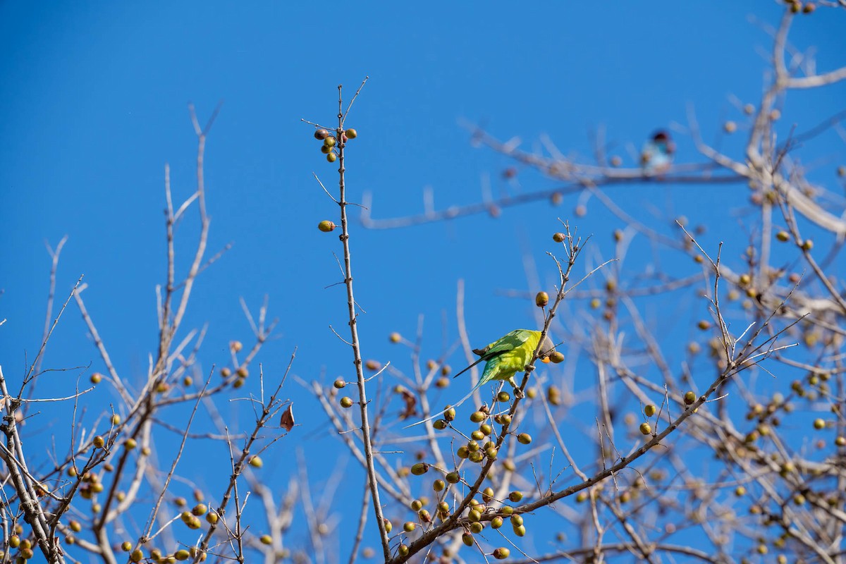 Plum-headed Parakeet - ML657832945