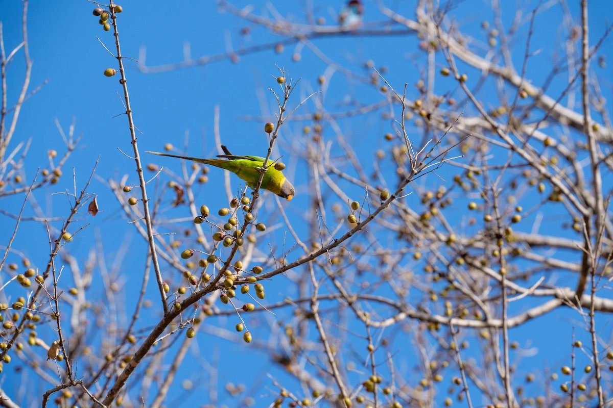 Plum-headed Parakeet - ML657832946