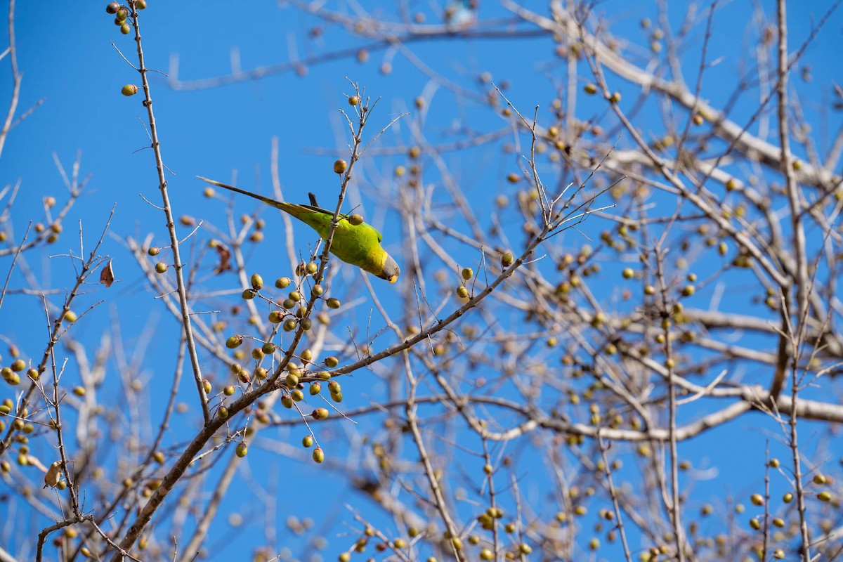 Plum-headed Parakeet - ML657832947