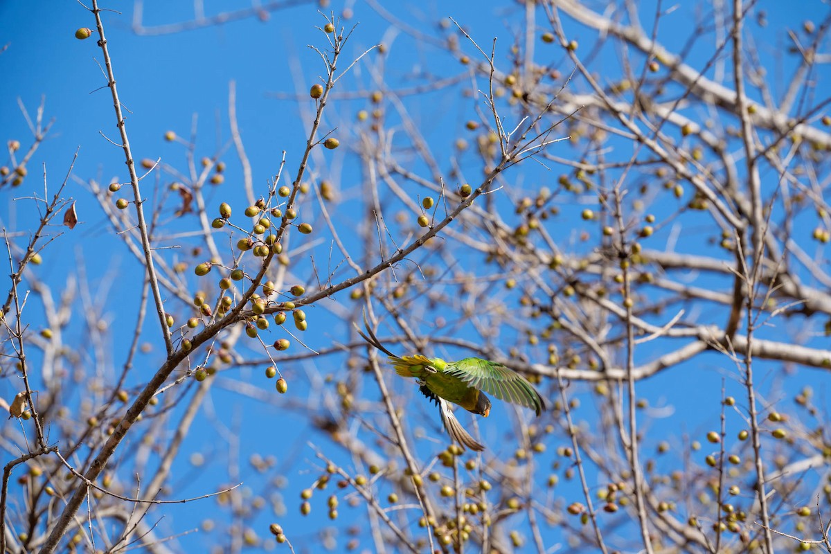 Plum-headed Parakeet - ML657832948