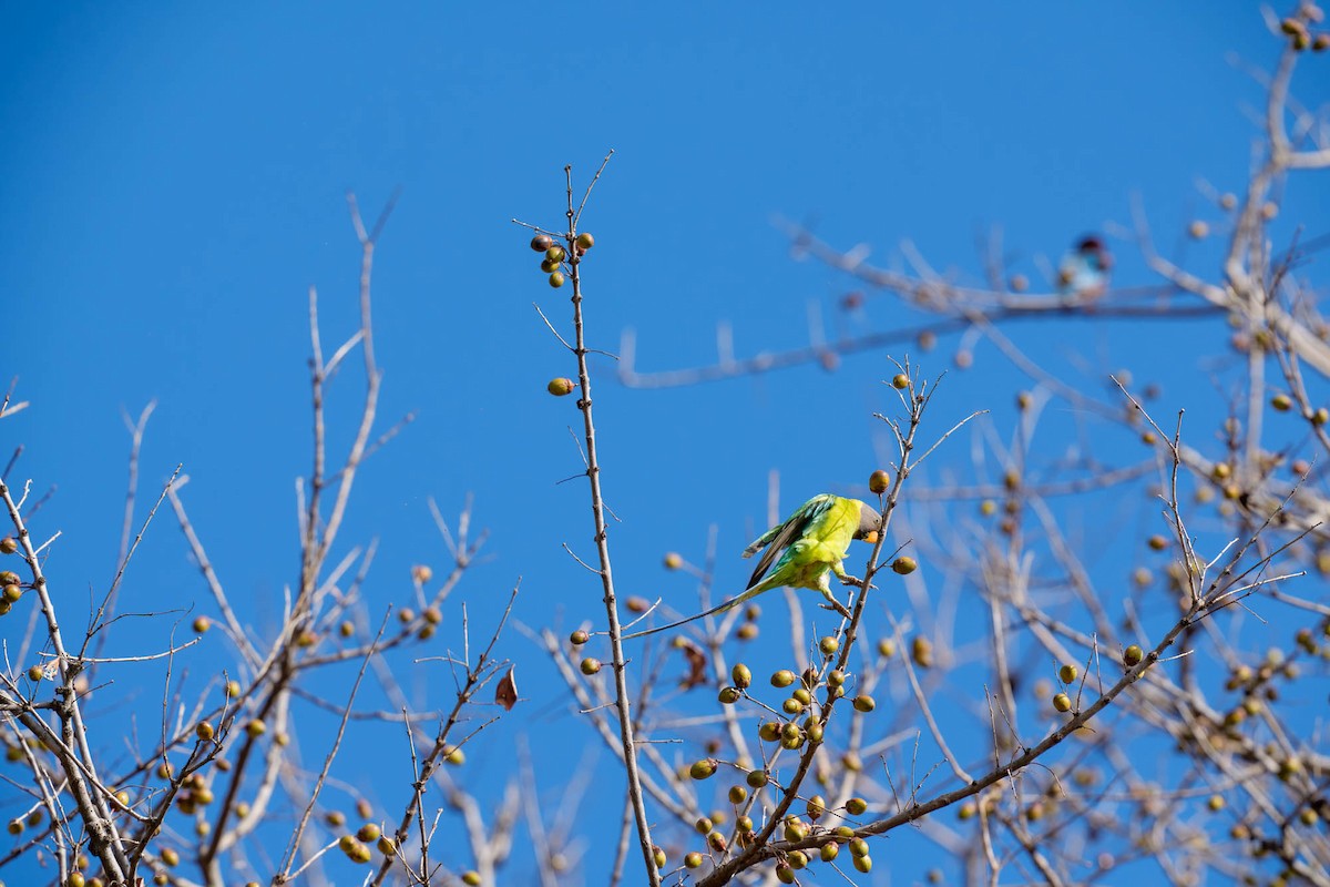 Plum-headed Parakeet - ML657832949