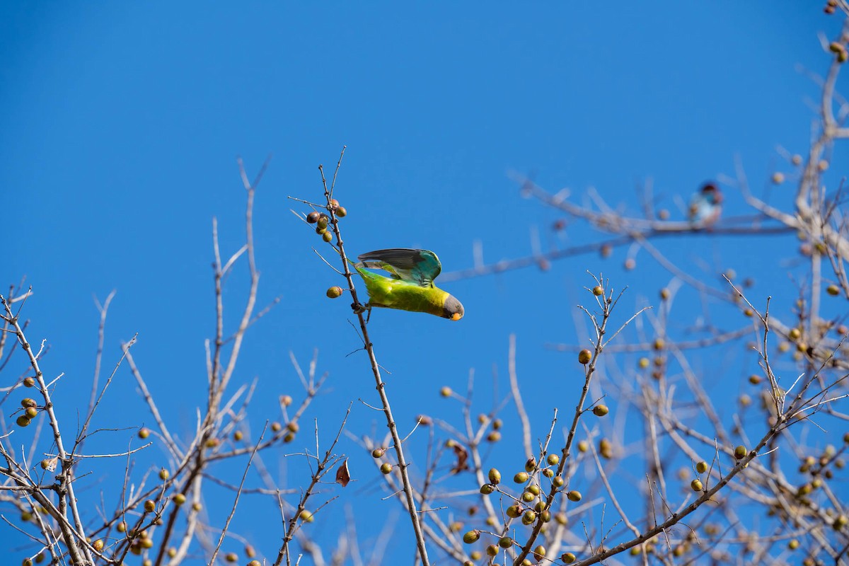Plum-headed Parakeet - ML657832950