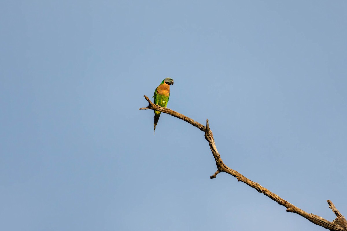 Red-breasted Parakeet - ML657832968