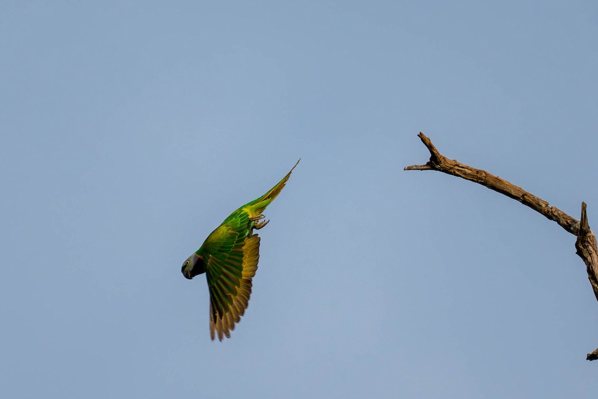 Red-breasted Parakeet - ML657832969