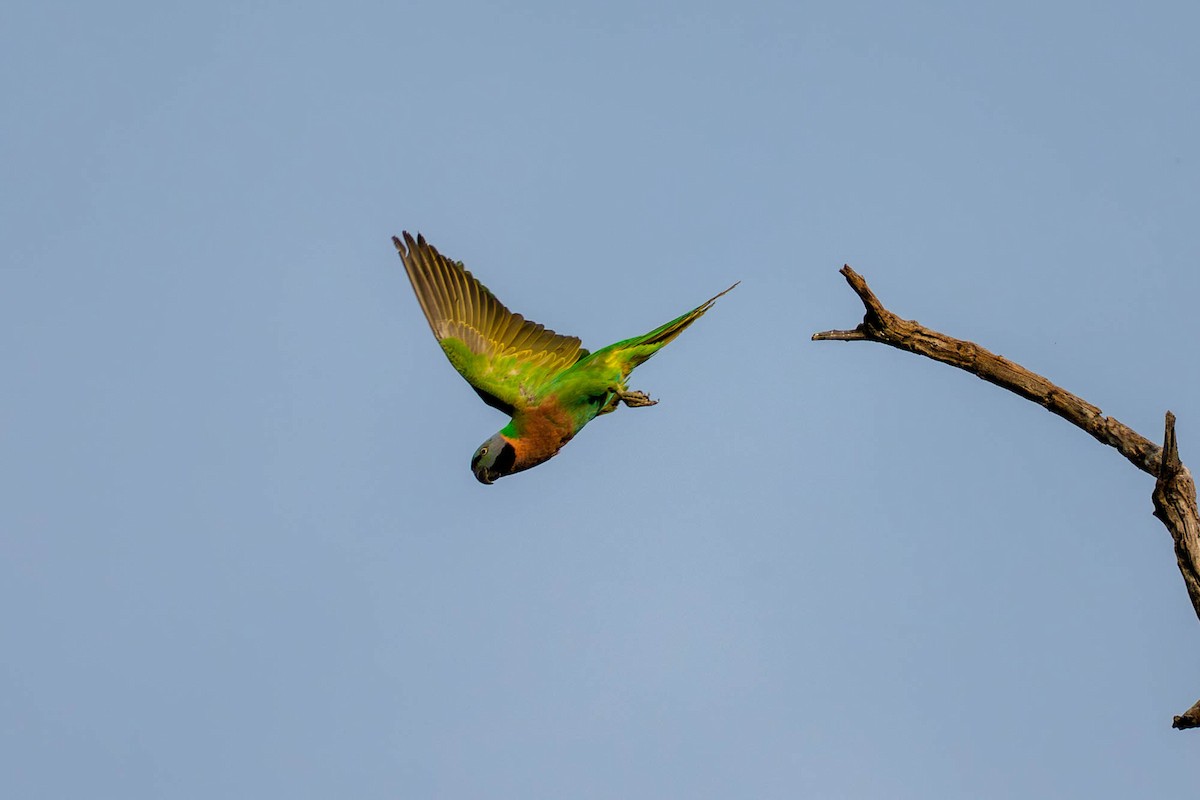 Red-breasted Parakeet - ML657832970