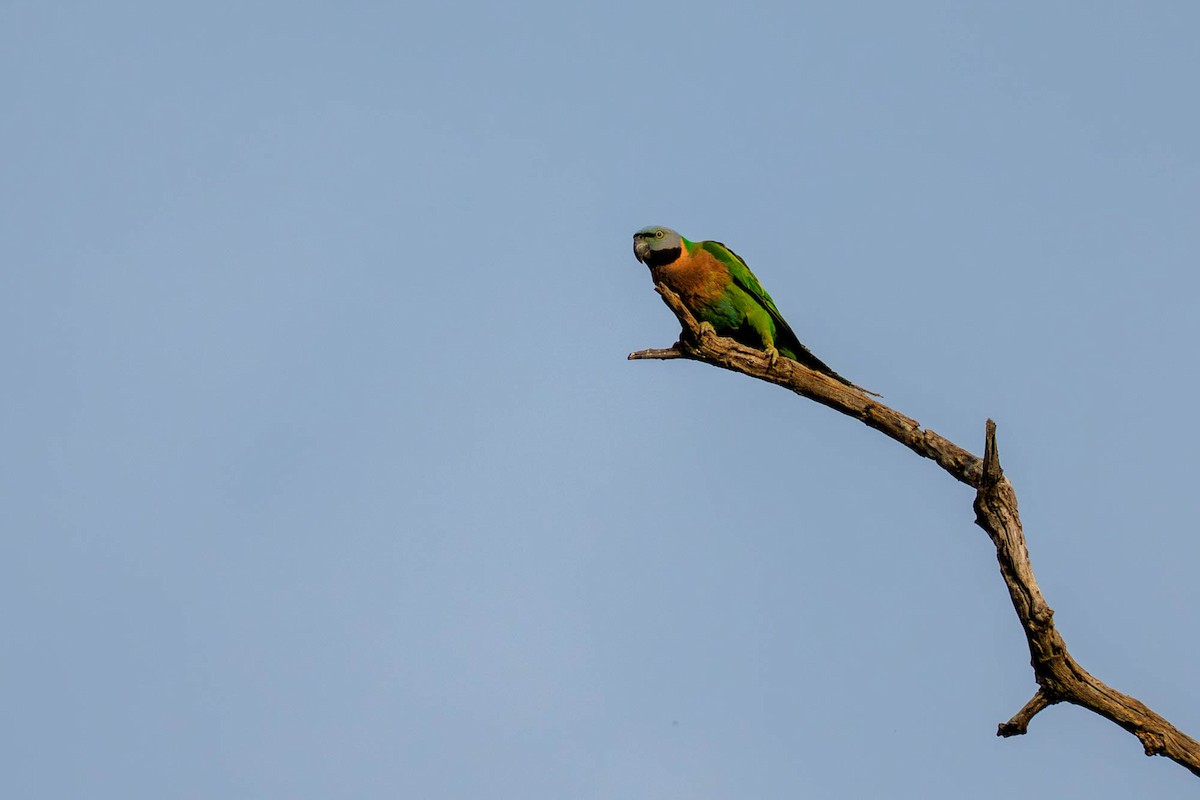 Red-breasted Parakeet - ML657832971