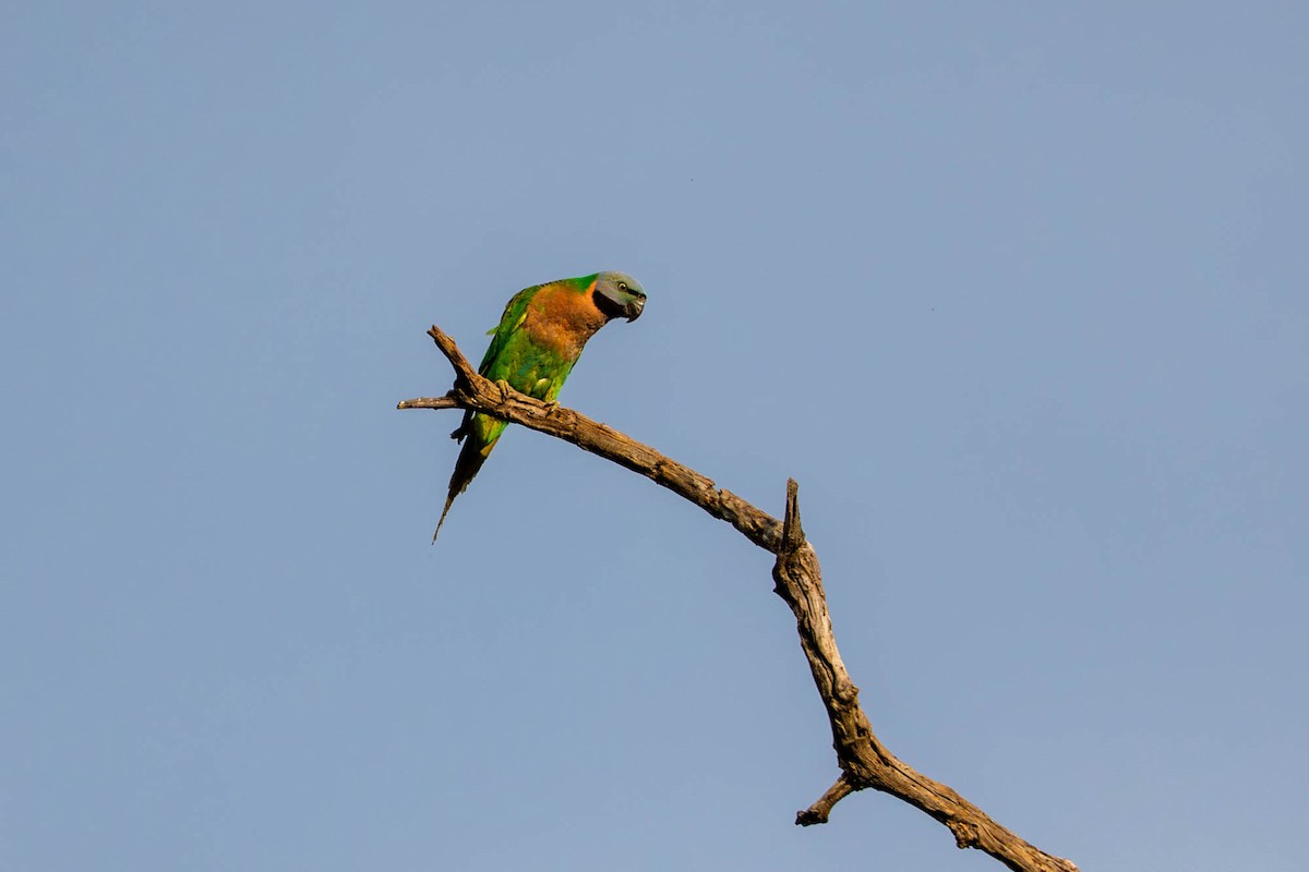 Red-breasted Parakeet - ML657832972