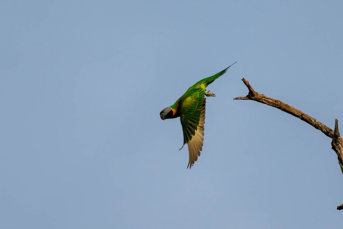 Red-breasted Parakeet - ML657832973