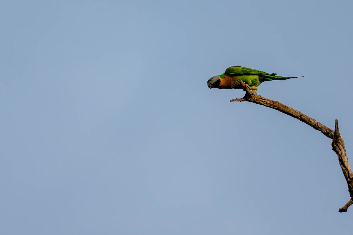 Red-breasted Parakeet - ML657832974
