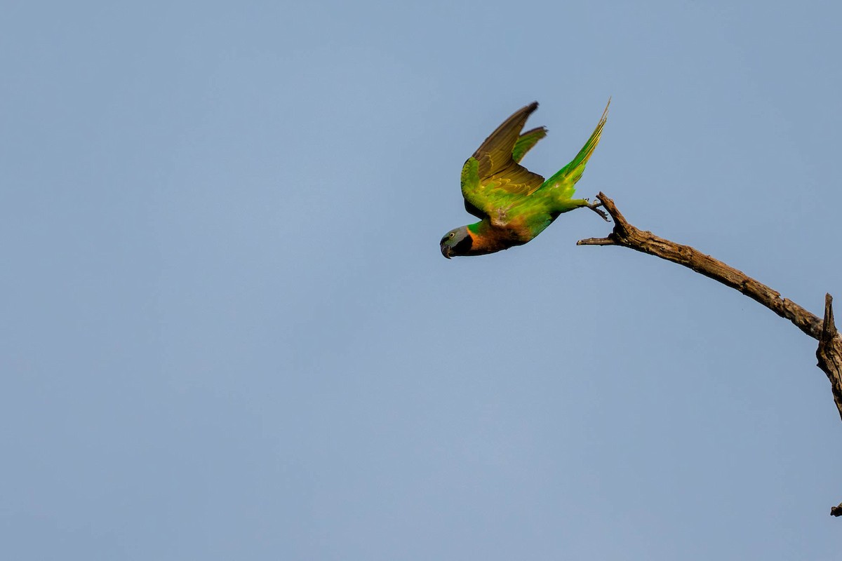 Red-breasted Parakeet - ML657832975