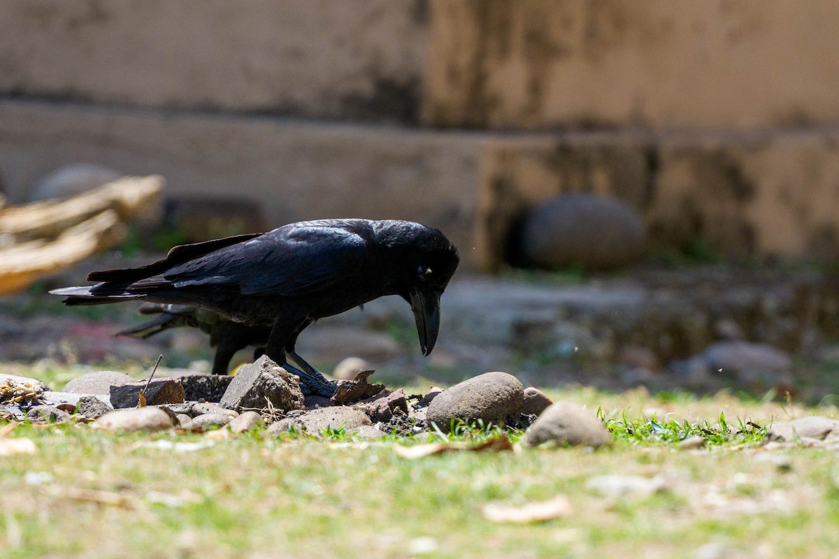 Large-billed Crow - ML657832994