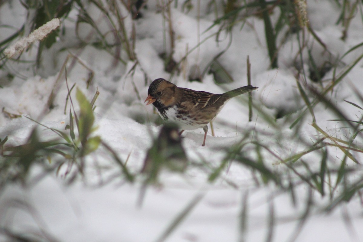 Harris's Sparrow - ML657833015