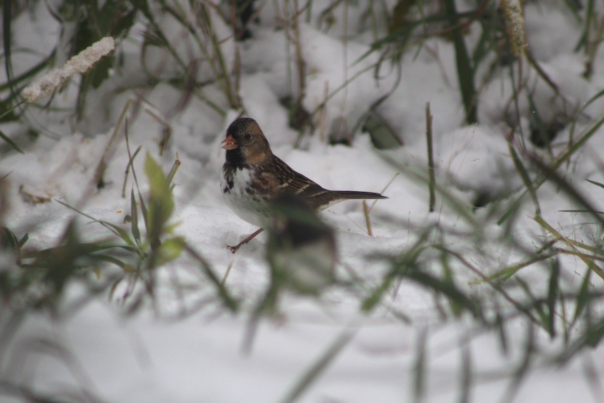Harris's Sparrow - ML657833017