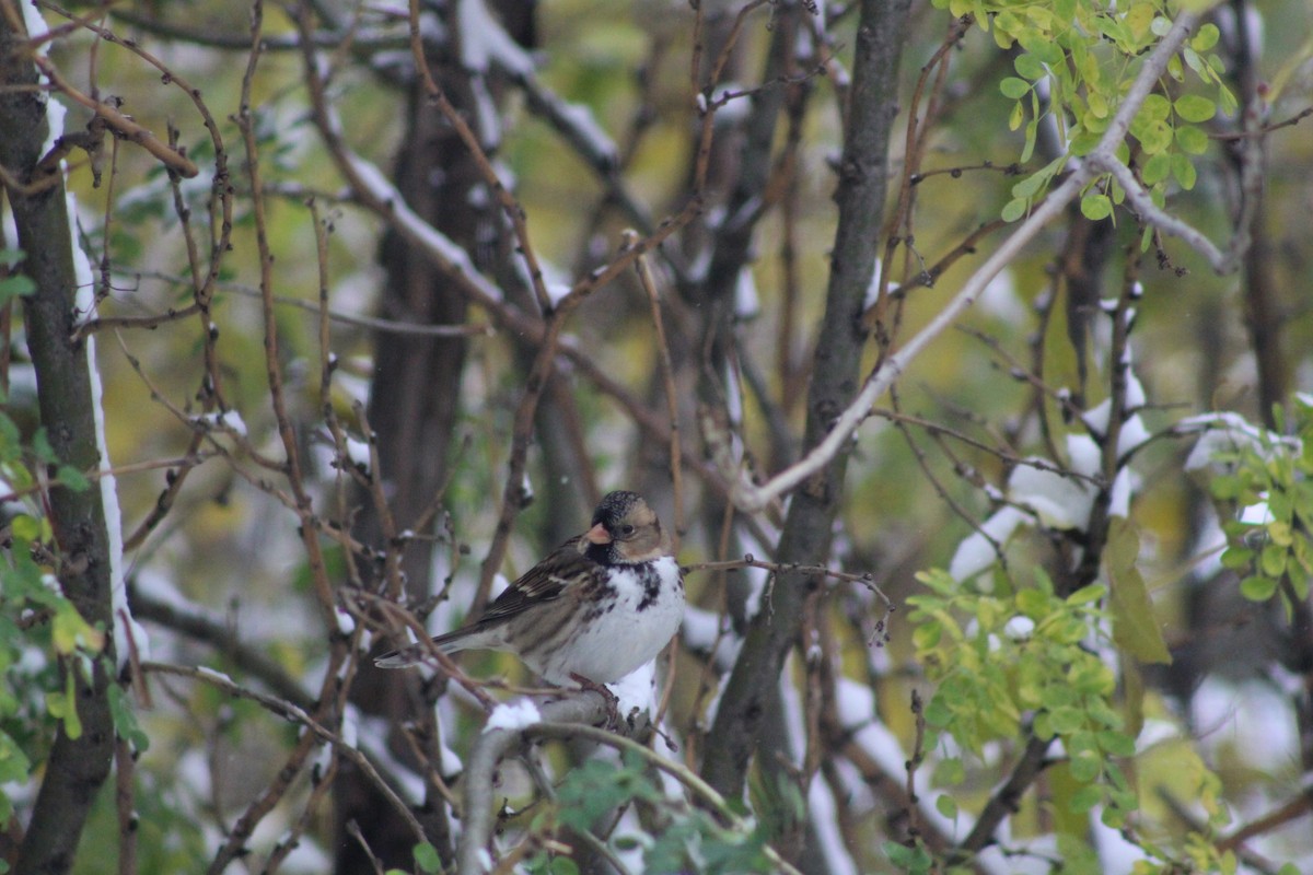 Harris's Sparrow - ML657833018