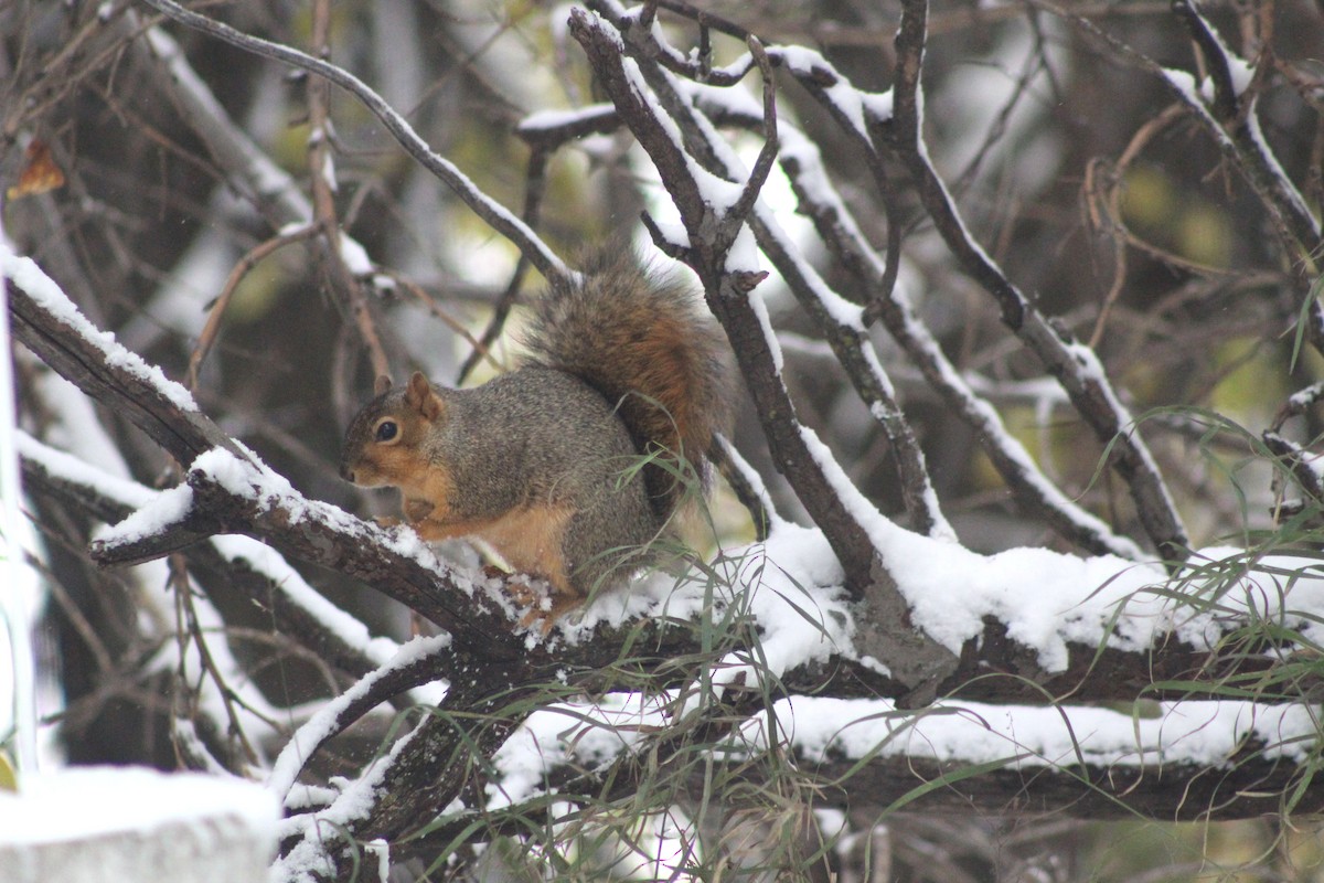 Eastern Fox Squirrel - ML657833036