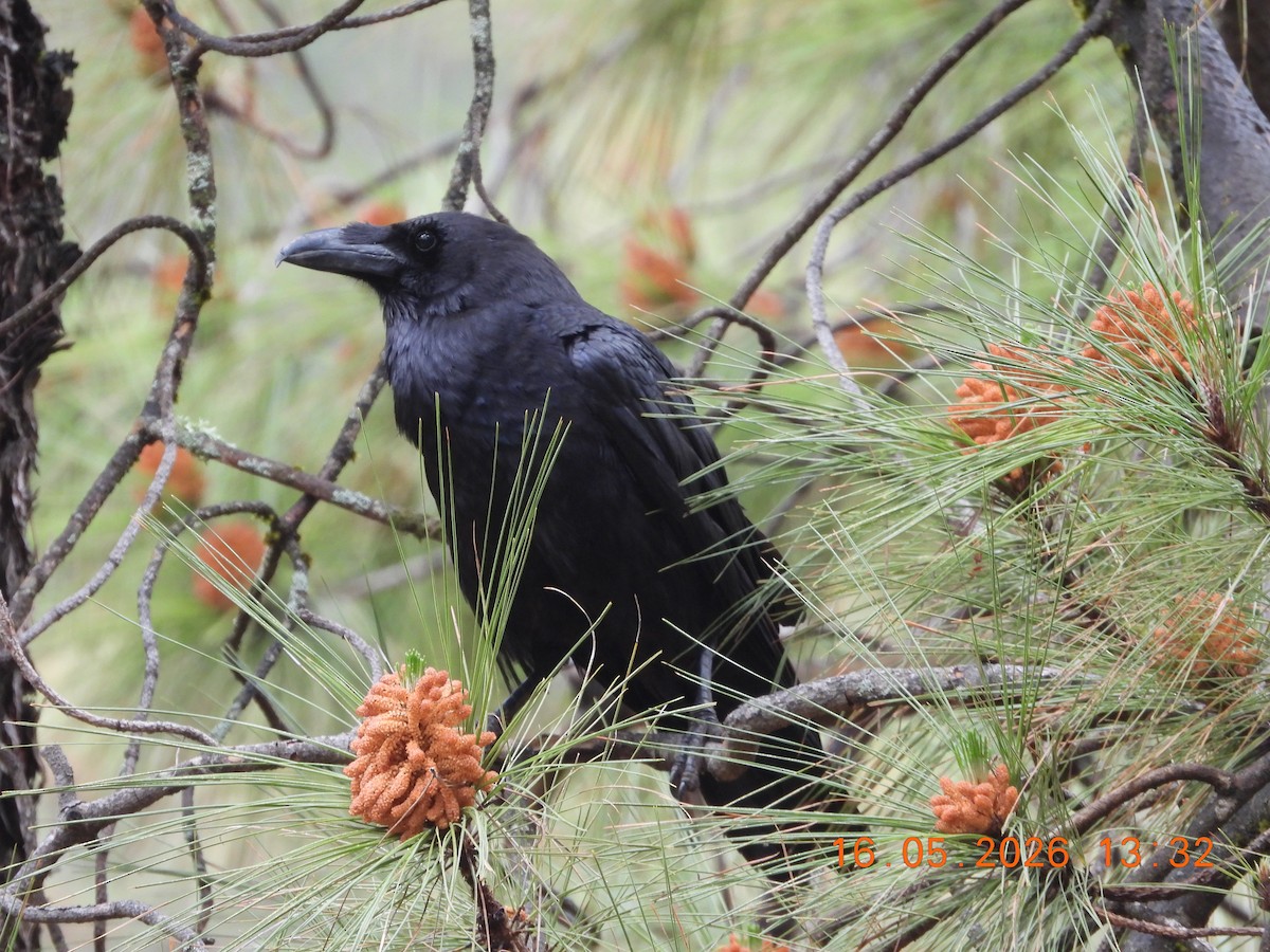 Common Raven - ML657833573