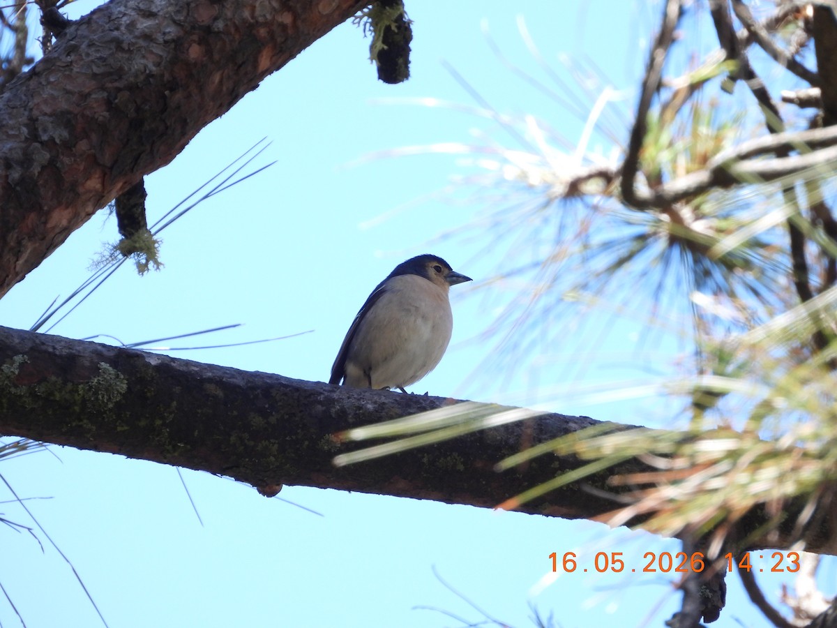 Canary Islands Chaffinch - ML657833681