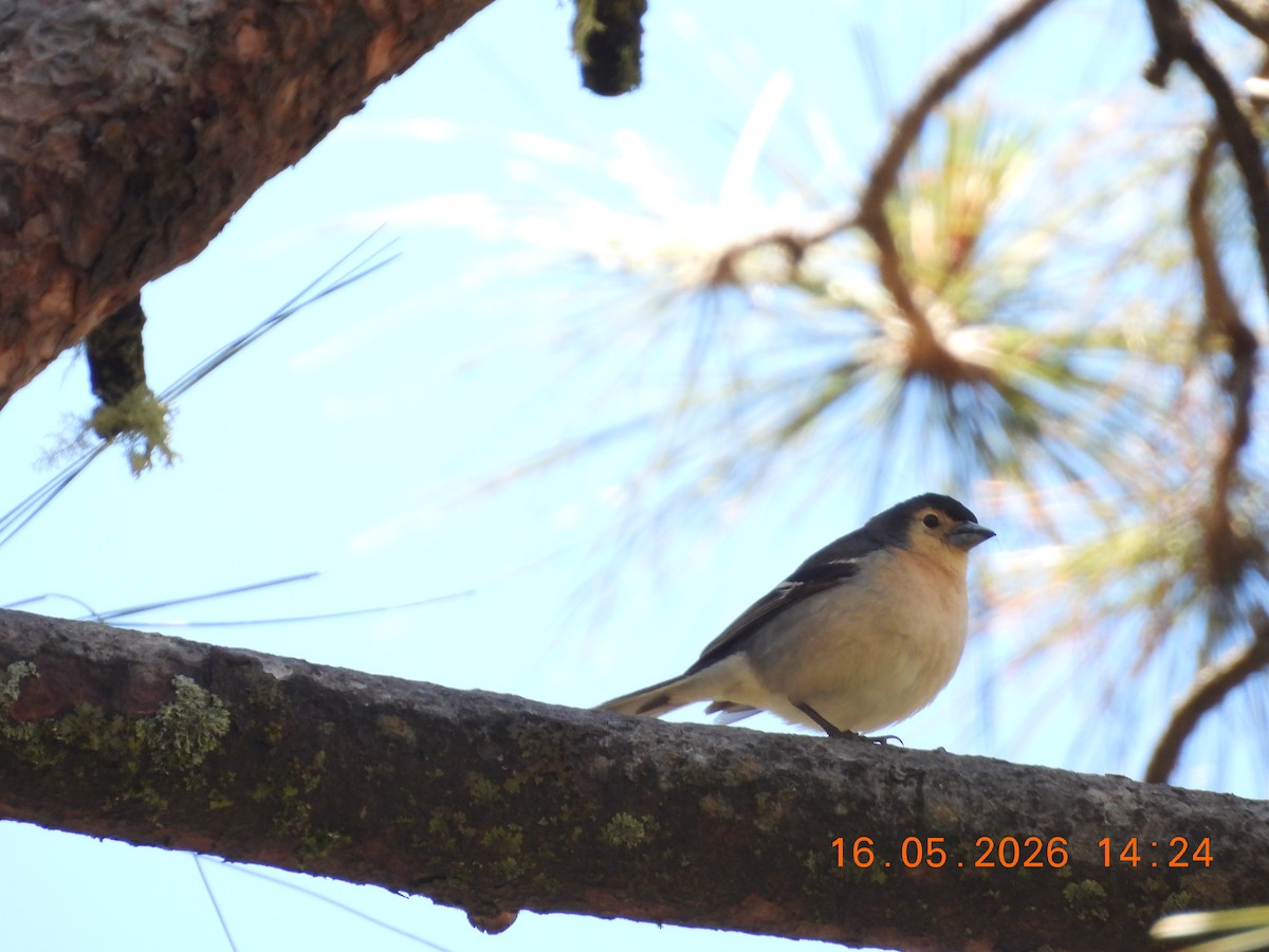 Canary Islands Chaffinch - ML657833682
