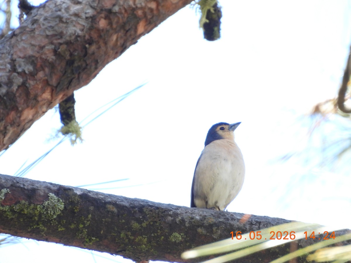 Canary Islands Chaffinch - ML657833744