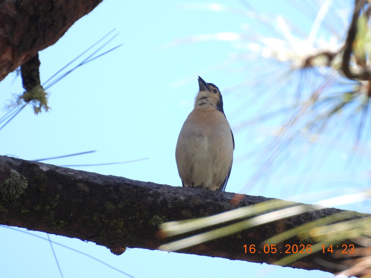 Canary Islands Chaffinch - ML657833745