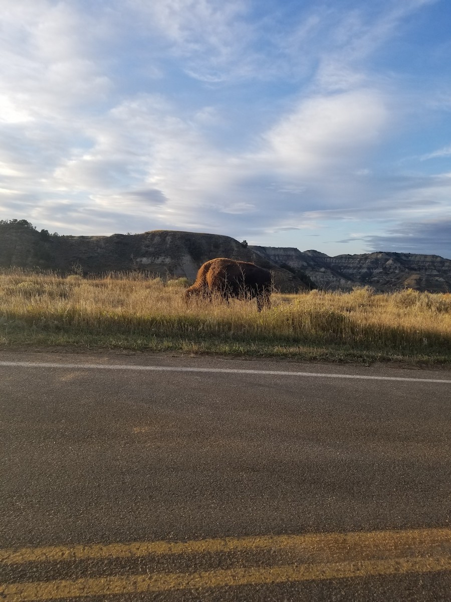 Plains Bison - ML657833950