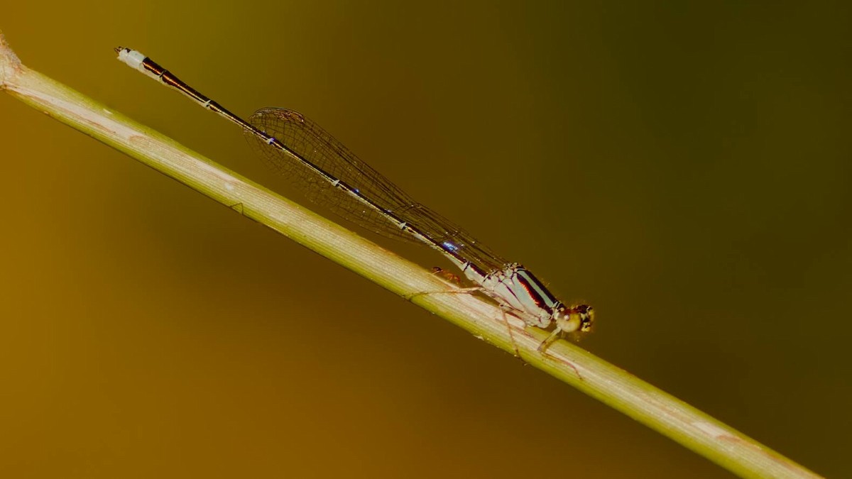 Florida Bluet - ML657836246