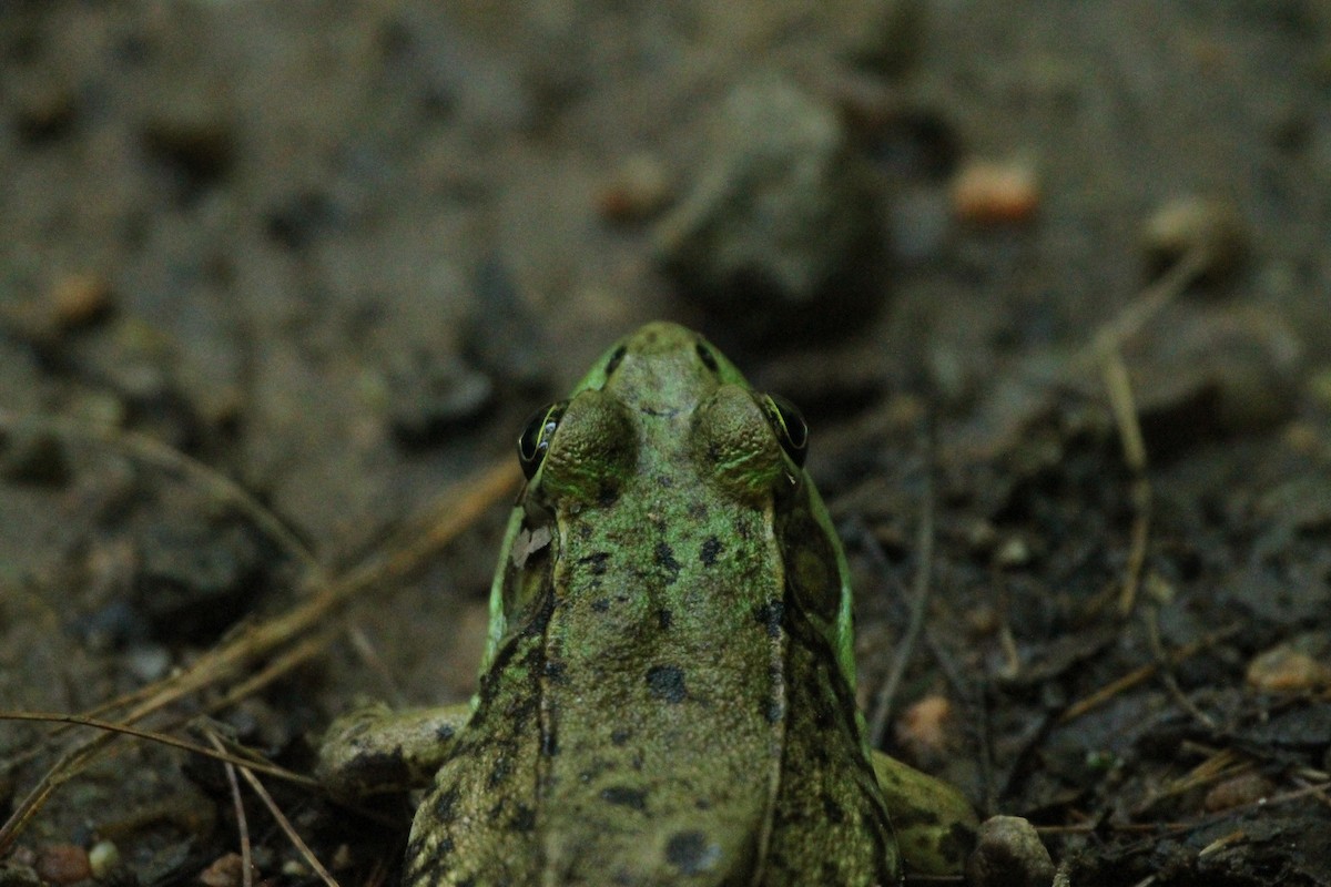 Amphibians - ML657836743